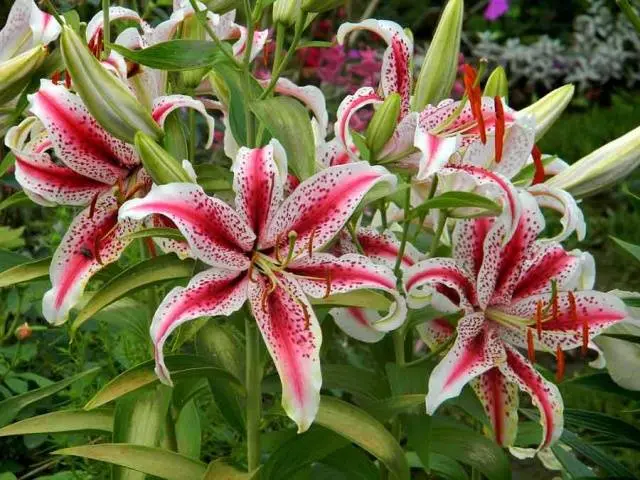 Feeding lilies: spring, summer, autumn