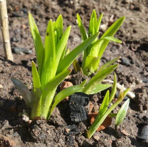 Feeding lilies: spring, summer, autumn