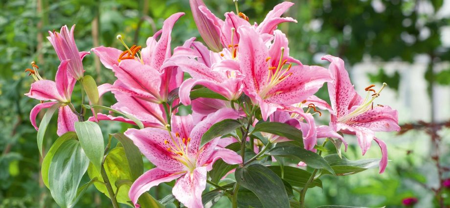 Feeding lilies: spring, summer, autumn