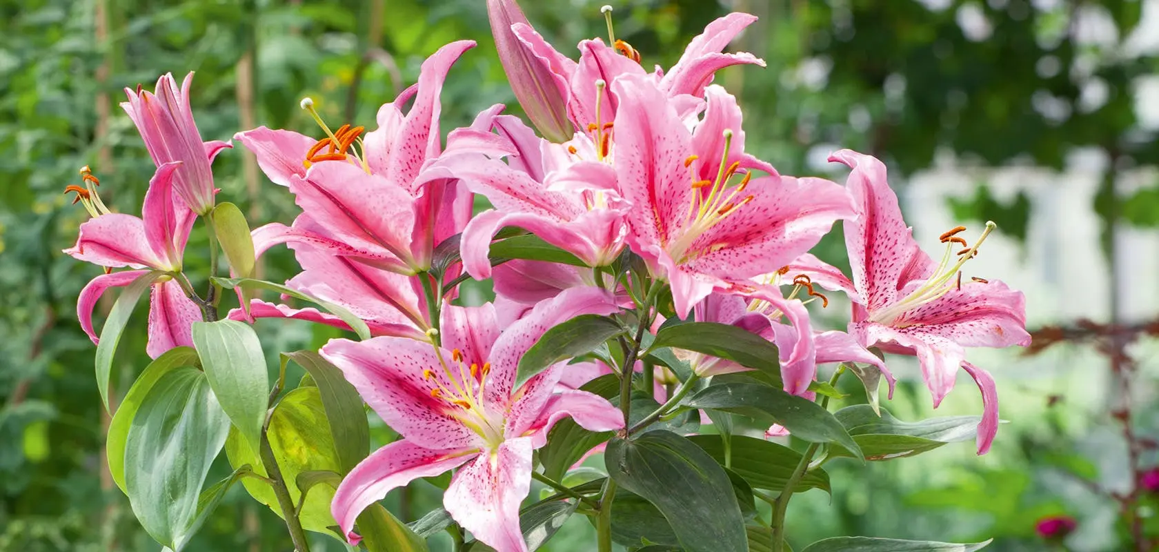 Feeding lilies: spring, summer, autumn