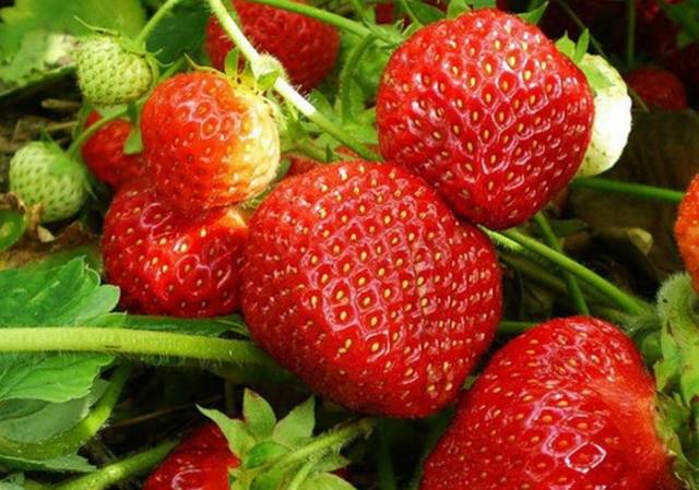 Feeding of strawberries