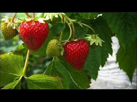 Feeding of strawberries