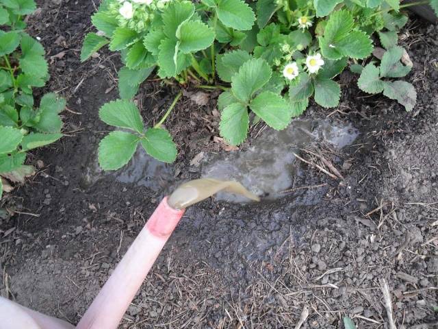 Feeding of strawberries