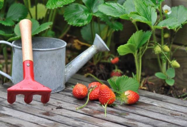 Feeding of strawberries