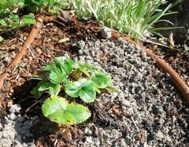 Feeding of strawberries