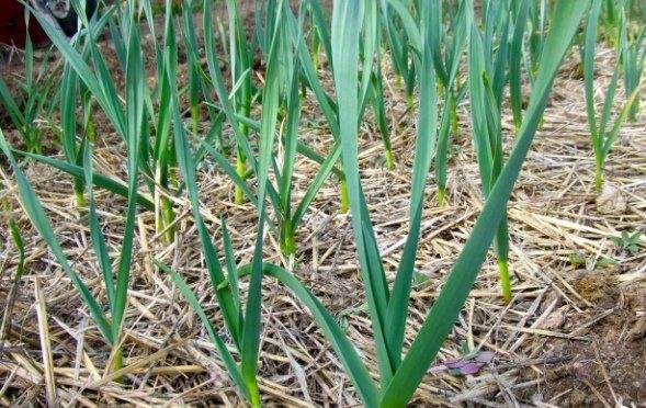 Feeding onions and garlic 