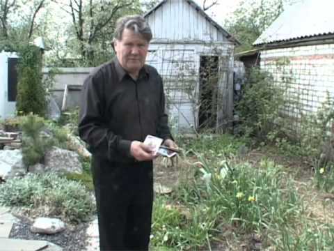 Feeding onions and garlic 