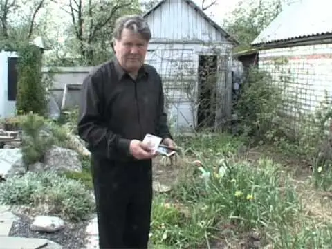 Feeding onions and garlic 