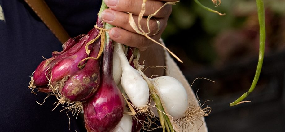 Feeding onions and garlic 