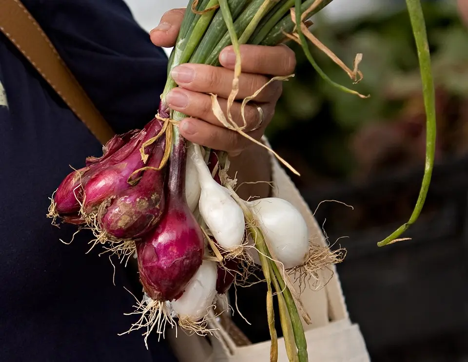 Feeding onions and garlic 