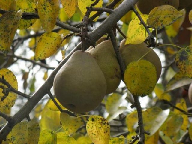 Feeding pears in autumn