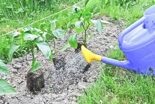 Feeding pepper after planting in the greenhouse and soil