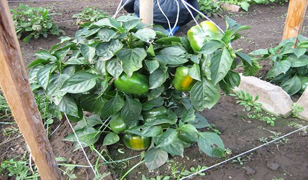 Feeding pepper after planting in the greenhouse and soil