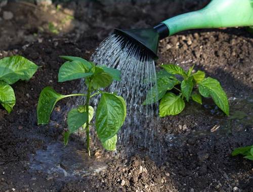 Feeding pepper after planting in the greenhouse and soil