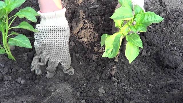 Feeding pepper after planting in the greenhouse and soil