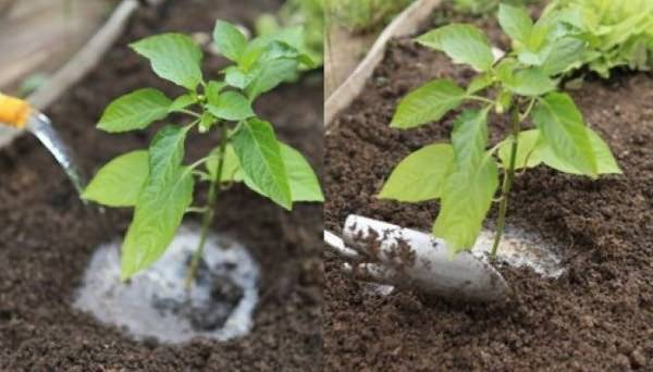 Feeding pepper after planting in the greenhouse and soil