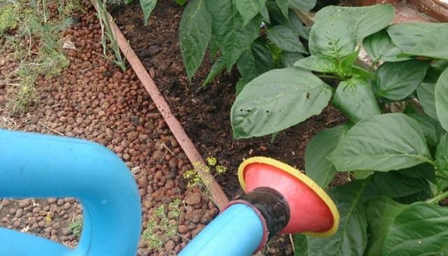 Feeding pepper after planting in the greenhouse and soil