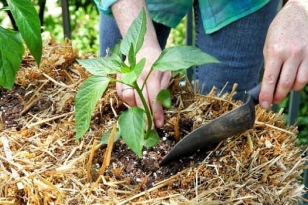 Feeding pepper after planting in the greenhouse and soil