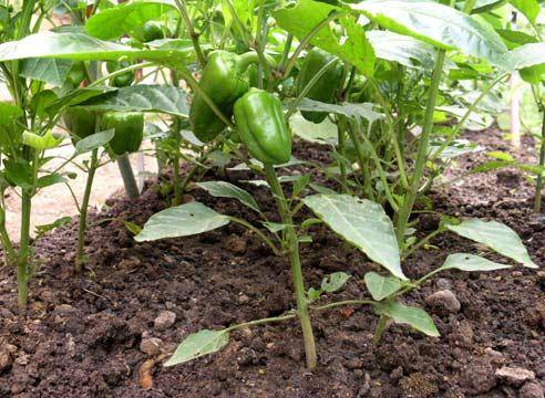 Feeding pepper after planting in the greenhouse and soil