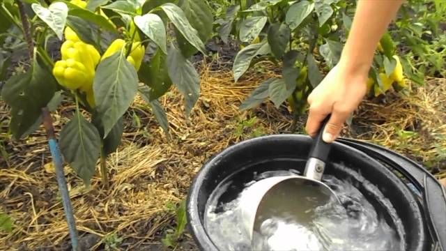 Feeding pepper after planting in the greenhouse and soil