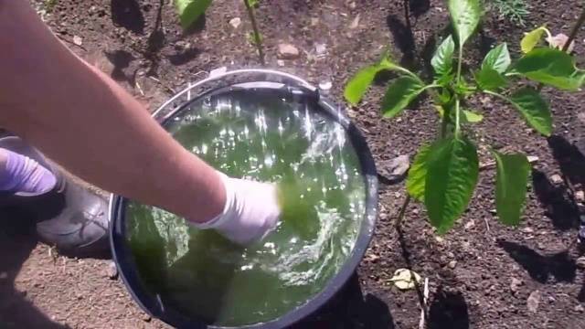 Feeding pepper after planting in the greenhouse and soil