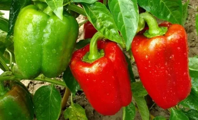 Feeding pepper seedlings with folk remedies 