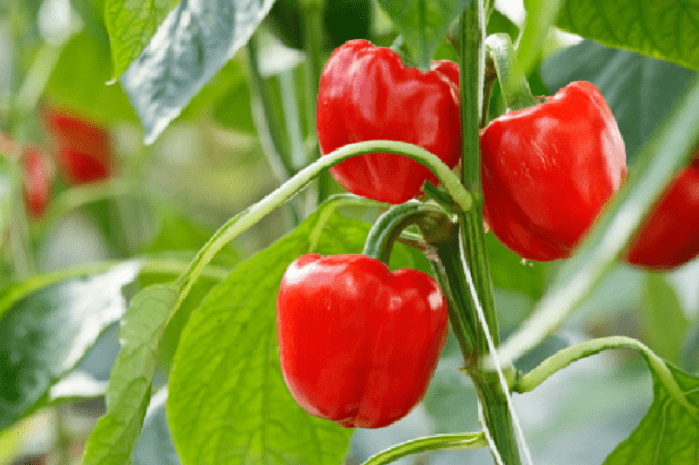 Feeding pepper seedlings with folk remedies 