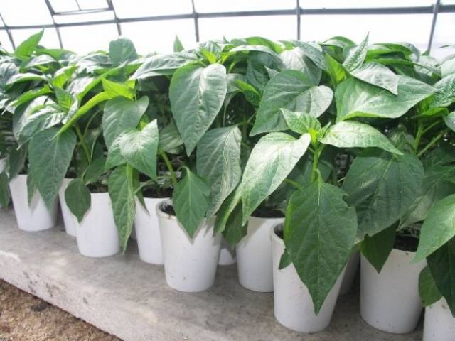 Feeding pepper seedlings with folk remedies 