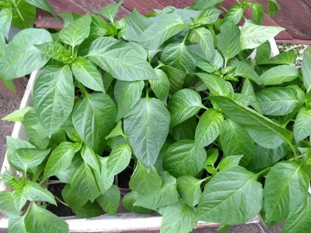 Feeding pepper seedlings with folk remedies 