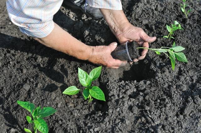 Feeding peppers after planting