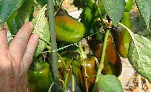 Feeding peppers after planting