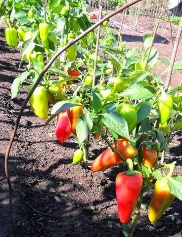 Feeding peppers after planting