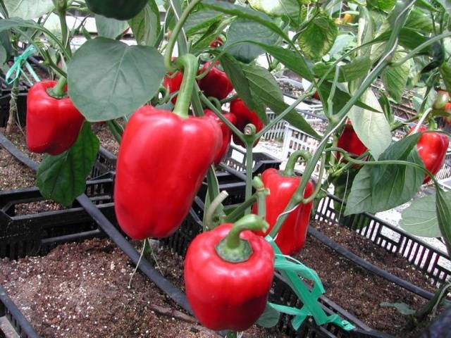 Feeding peppers after planting