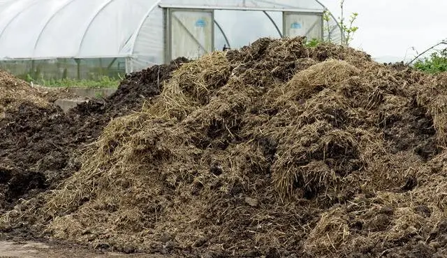 Feeding peppers after planting