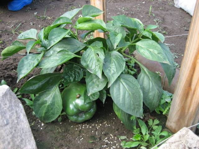 Feeding peppers after planting