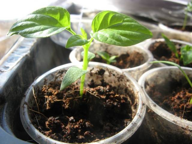 Feeding peppers after planting