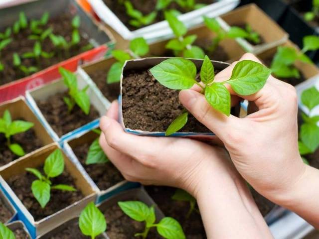 Feeding peppers after planting