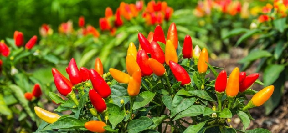 Feeding peppers after planting