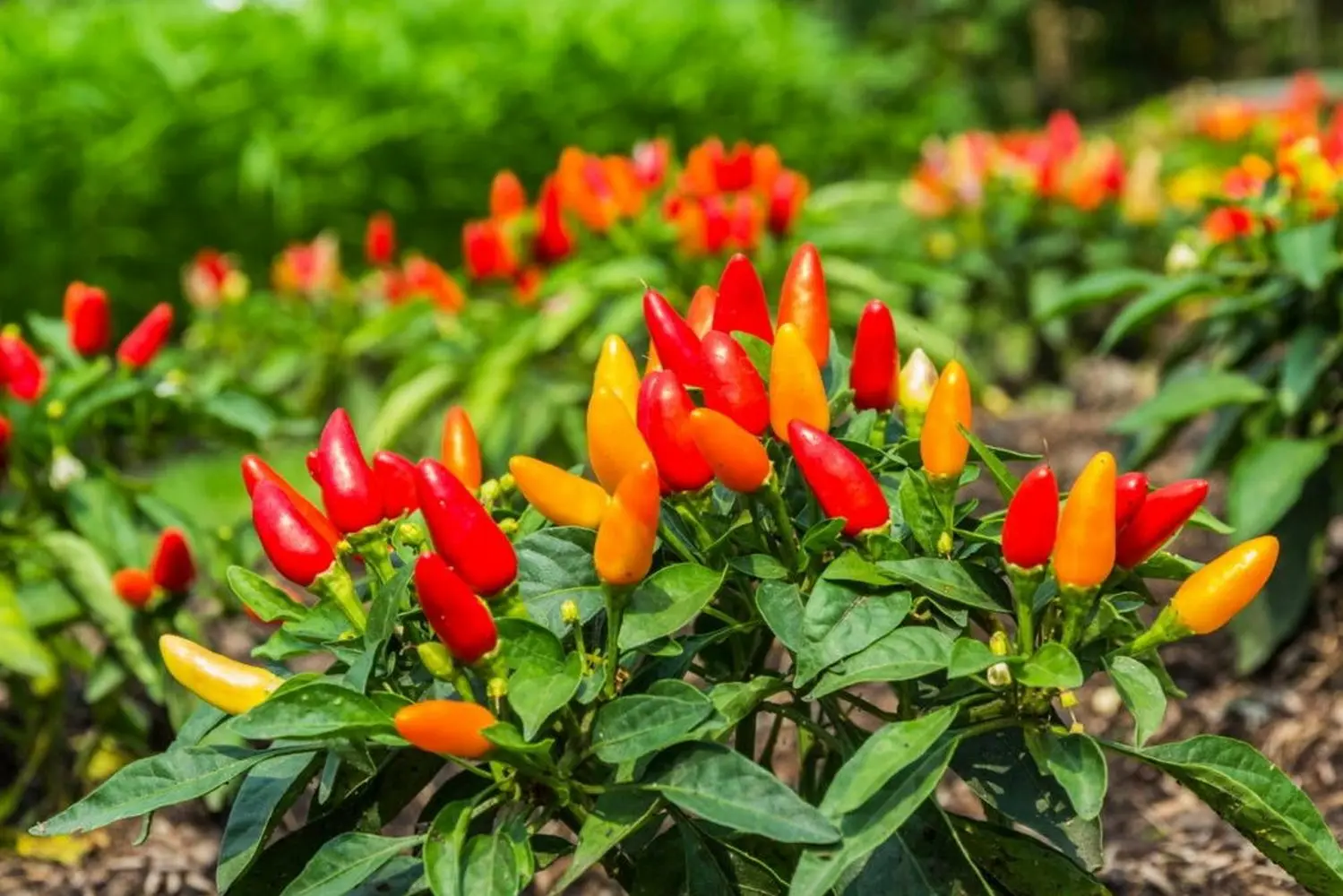 Feeding peppers after planting