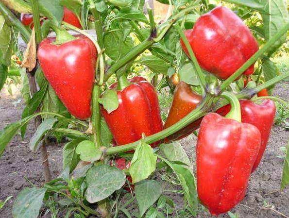 Feeding peppers with iodine