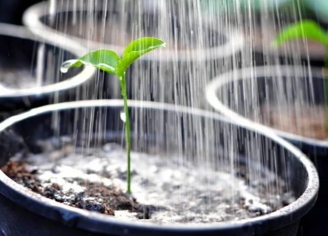 Feeding peppers with iodine