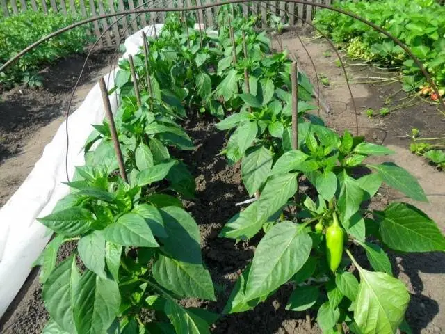 Feeding peppers with iodine