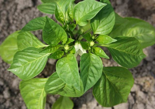 Feeding peppers with iodine