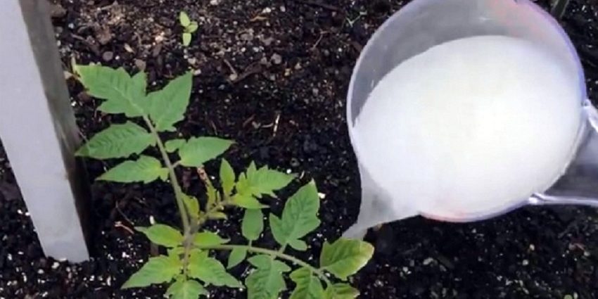 Feeding peppers with iodine