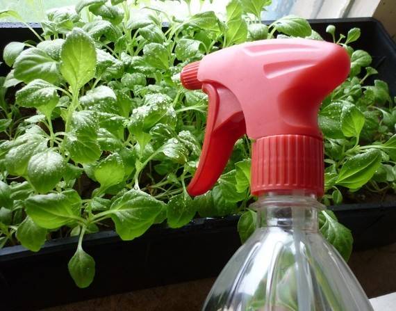 Feeding petunia seedlings