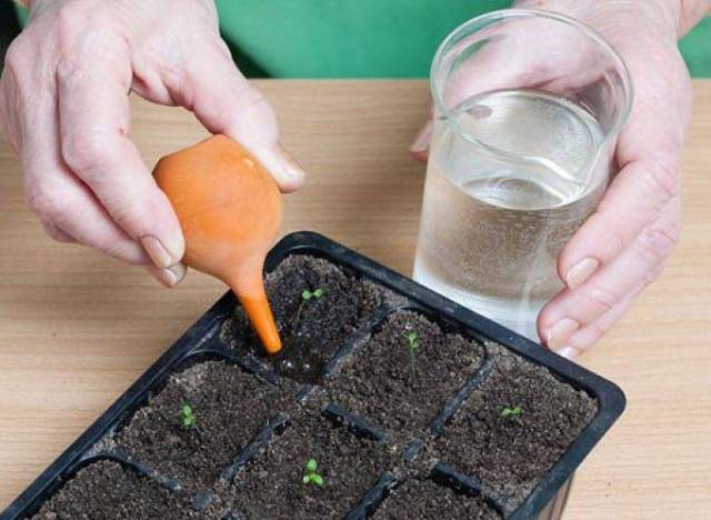 Feeding petunia seedlings