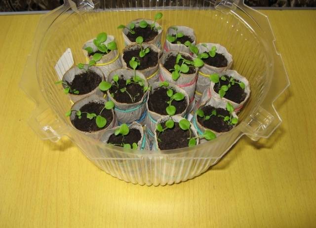 Feeding petunia seedlings