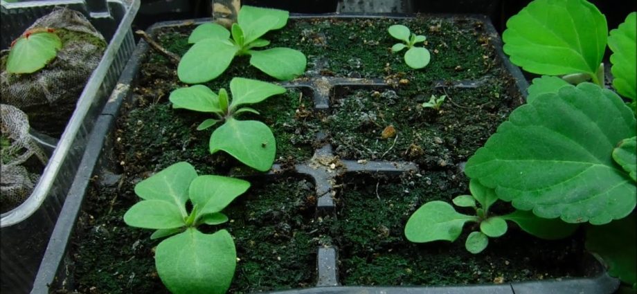 Feeding petunia seedlings