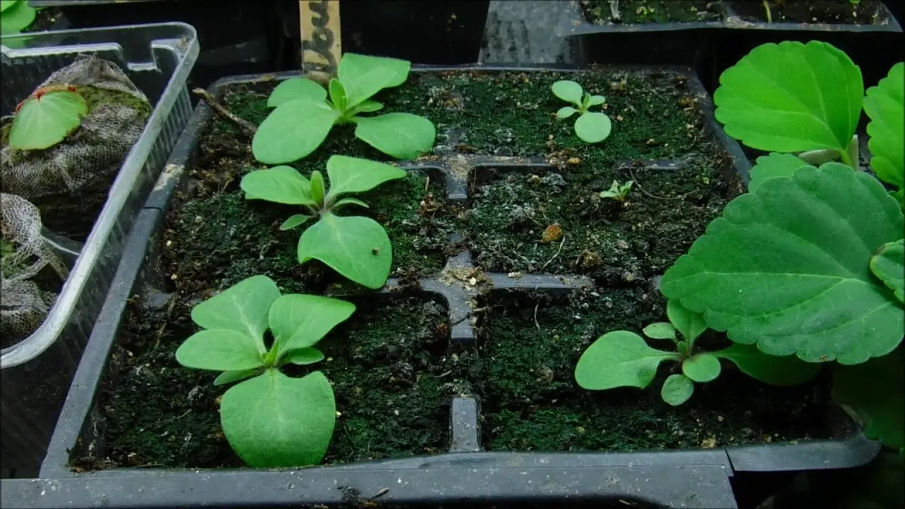 Feeding petunia seedlings