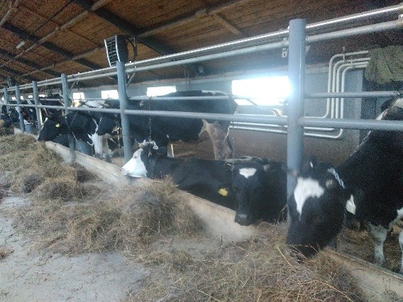 Feeding pregnant, dry cows, heifers: features, norms, diets